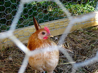 Chicken Wire