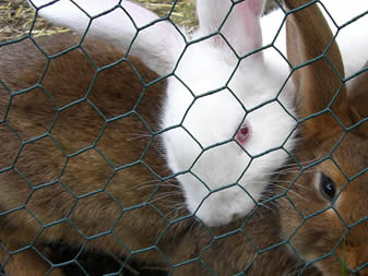 SHIJIAZHUANG MID CHANSON TRADING CO. ,LTD